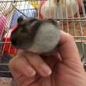 ４カ月の可愛いジャンガリアンノーマルです。