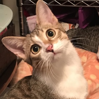 運命のご家族どこですかー？