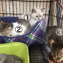 子猫の里親を募集しています！