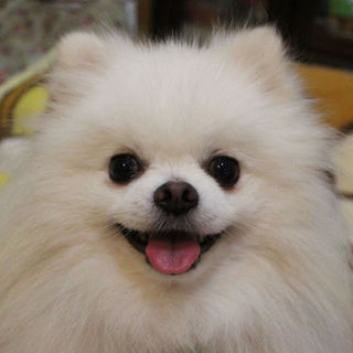 ゴージャスな毛並みの蘭丸くんです ♪