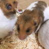 ゴールデンハムスターオスメス里親募集!! サムネイル3