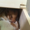 ゴールデンハムスターオスメス里親募集!! サムネイル4