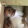 ゴールデンハムスターオスメス里親募集!! サムネイル5