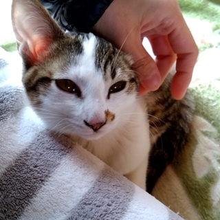 なーこちゃんハチワレ小顔な甘えっ子♪