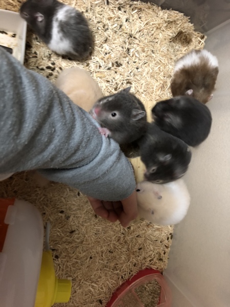 ハムスターの赤ちゃん里親募集 サムネイル2