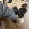 ハムスターの赤ちゃん里親募集 サムネイル2