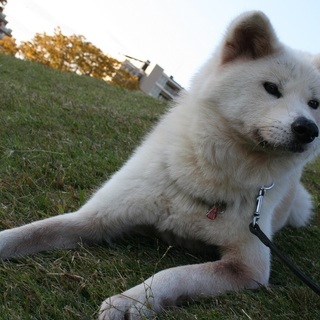 心優しい秋田犬　あっきぃです