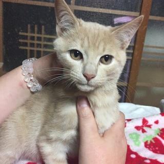 子猫★茶トラ（クリーム）★リムちゃん