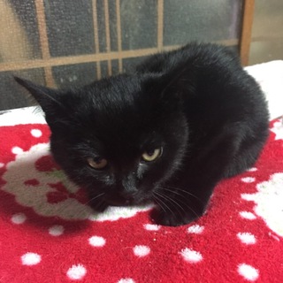 子猫★黒猫ちゃん★プーちゃん