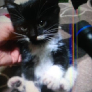 長靴をはいたような仔猫ちゃん