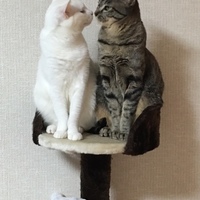 もか もえ