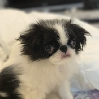 可愛い盛り狆のパピー★翔太君