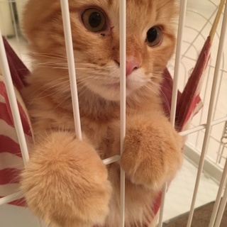 メインクーン×スコティッシュ