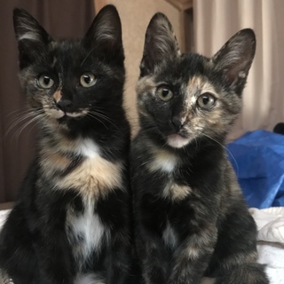 生後3ヶ月の猫ちゃん 2匹