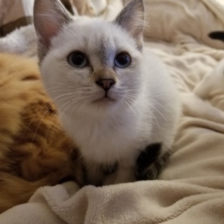 生後2ヶ月のシャム猫です！カリカリ食べれます