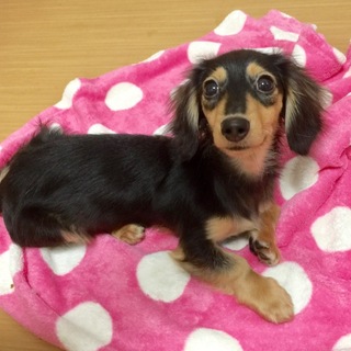 独りが苦手で甘ったれ遊び好きバロン ฅ՞•ﻌ•՞ฅ