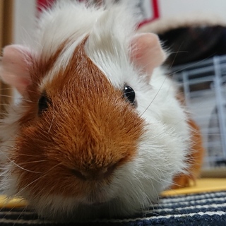 里親決定致しました。