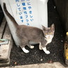 駅前のノラママの子。里親募集したら直ぐに可愛いお嬢さまの妹になりました。