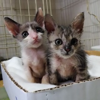 里親決まりました