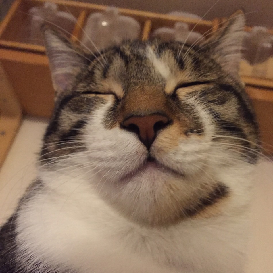 まるのカバー写真