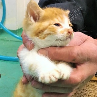 茶トラ白ちゃん兄弟② 保護されました