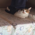 6ヶ月くらいのやんちゃな三毛のメス猫ちゃんです！