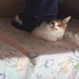 6ヶ月くらいのやんちゃな三毛のメス猫ちゃんです！