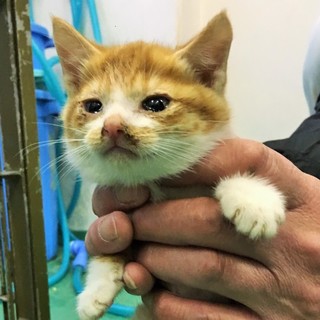 茶トラ白ちゃん兄弟① 保護されました