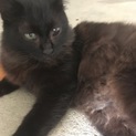 もふもふ黒猫さん スリスリ上手