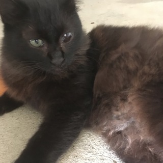 もふもふ黒猫さん スリスリ上手