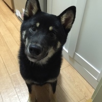 黒マメ