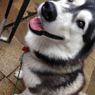 5歳のハスキーの女の子