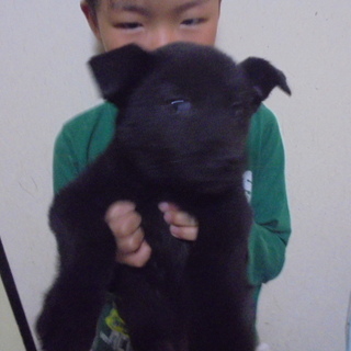 生後２ケ月の子犬ちゃんです