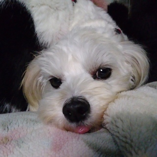 マルチーズミックス？★甘えん坊女の子★2歳くらい