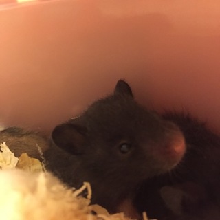 クロクマハムスターの里親募集中！