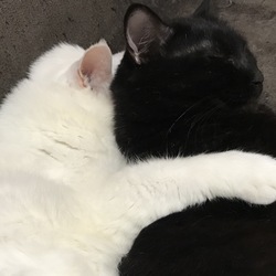 年寄り猫なの