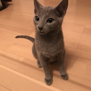 ロシアンブルー5カ月