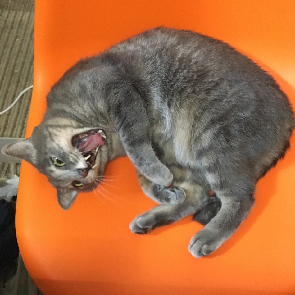 グレイスのカバー写真
