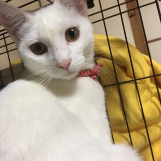 真っ白な猫ユキちゃん