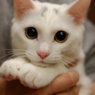 ご応募ありがとうございました。