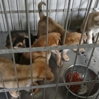 野犬sライフレスキュー様に助けられました。