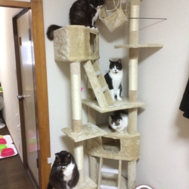 しゅうはしもとのカバー写真