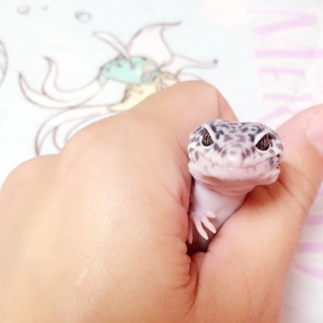 あにゃにゃんのカバー写真