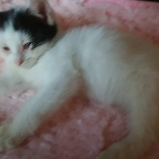 保護猫(4ヶ月)もらってください❗