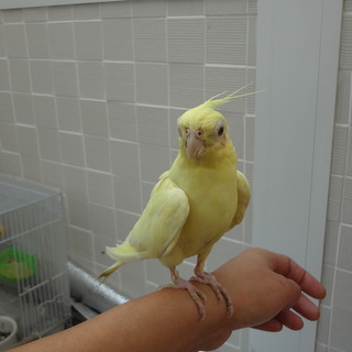 オカメインコ　メス