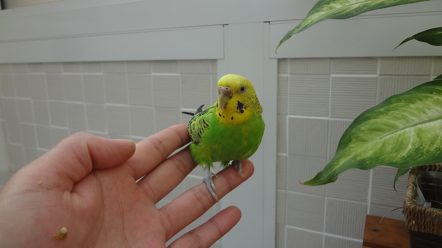 セキセイインコ メス」兵庫県 - 鳥の里親募集(188677) :: ペットの