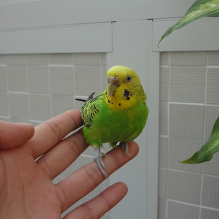 セキセイインコ　メス