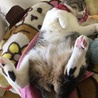 だらーーん