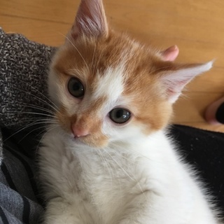 ボンネットからレスキューした「きんちゃん(仮)」