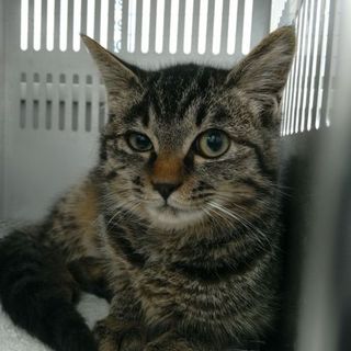 あどけない猫ちゃんです☆収容期限11/28朝